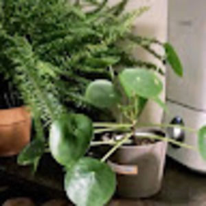 Meet your Posher, Jade